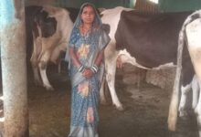 स्व-सहायता समूह से बदली जिंदगी, डेयरी और खेती से ‘लखपति दीदी’ बनीं माधुरी जंघेल