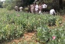 तमनार के जंगलों में अवैध अफीम खेती का बड़ा खुलासा