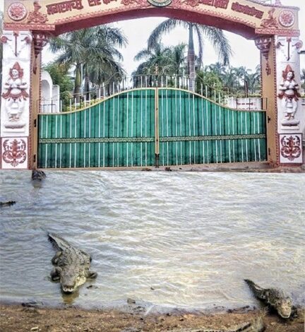 मगरमच्छ संरक्षण से बदली कोटमीसोनार की तस्वीर