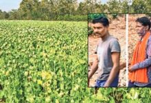 बलरामपुर में मिली अफीम की खेती, 5 आरोपियों को किया गिरफ्तार