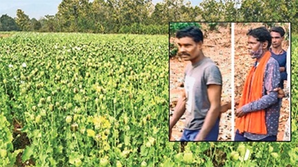 बलरामपुर में मिली अफीम की खेती, 5 आरोपियों को किया गिरफ्तार