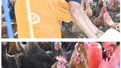 आजीविका मिशन से बदली तस्वीर: चर्रा की योगेश्वरी देवांगन बनीं महिला सशक्तिकरण की प्रेरणा