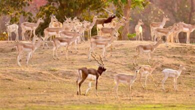 बारनवापारा अभयारण्य में काले हिरणों का वैज्ञानिक पद्धति से पुनर्स्थापन: दो चरणों में 34 हिरणों को प्राकृतिक आवास में छोड़ा गया सुरक्षित