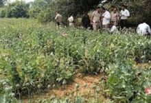 रायगढ़ जिले के तमनार क्षेत्र के आमाघाट में अफ़ीम की खेती पर त्वरित कार्रवाई