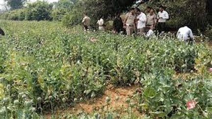 रायगढ़ जिले के तमनार क्षेत्र के आमाघाट में अफ़ीम की खेती पर त्वरित कार्रवाई