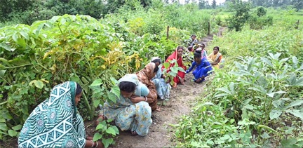 घरों की बाड़ी बनी महिलाओं की तरक्की की राह