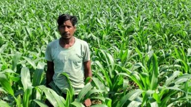 धान के बजाय मक्का से बढ़ा मुनाफा : किसान मालती मोहन बने उन्नत खेती की मिसाल