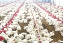 10,000 चूजों की क्षमता वाले एयर कंडीशनर मुर्गी फार्म का संचालन कर रही है माँ लक्ष्मी महिला समूह