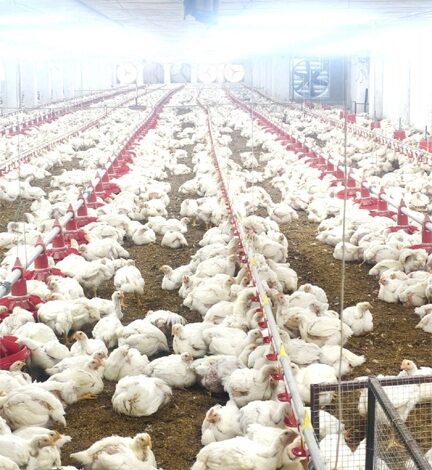 10,000 चूजों की क्षमता वाले एयर कंडीशनर मुर्गी फार्म का संचालन कर रही है माँ लक्ष्मी महिला समूह