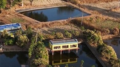 तालाब के ऊपर मुर्गी पालन कर खेती को और अधिक लाभकारी बनाया