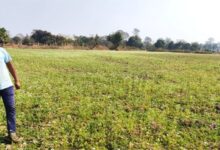 राष्ट्रीय बागवानी मिशन : किसान प्रमोद उद्यानिकी खेती से बना आत्मनिर्भर