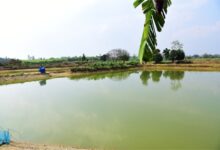 प्रधानमंत्री मत्स्य संपदा योजना