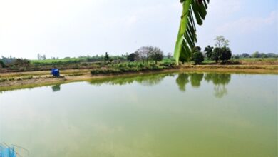 प्रधानमंत्री मत्स्य संपदा योजना