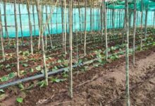 पान की विलुप्त होती खेती को नया जीवन, छुईखदान में पान अनुसंधान केन्द्र की स्थापना