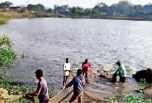 तालाब में मछली नहीं, मगरमच्छ निकला मछुआरों के जाल से