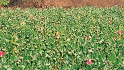 अफीम की खेती बनी राजनीतिक मुद्दा, मंत्रियों के जिलों पर उठे सवाल