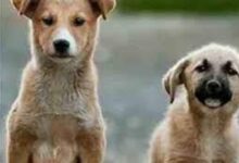 वन्यप्राणियों की सुरक्षा के लिए सख्ती वन क्षेत्रों में आवारा कुत्तों के प्रवेश पर रोक वन्यप्राणियों की सुरक्षा के लिए सख्ती वन क्षेत्रों में आवारा कुत्तों के प्रवेश पर रोक