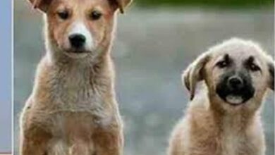 वन्यप्राणियों की सुरक्षा के लिए सख्ती वन क्षेत्रों में आवारा कुत्तों के प्रवेश पर रोक वन्यप्राणियों की सुरक्षा के लिए सख्ती वन क्षेत्रों में आवारा कुत्तों के प्रवेश पर रोक