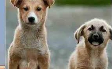 वन्यप्राणियों की सुरक्षा के लिए सख्ती वन क्षेत्रों में आवारा कुत्तों के प्रवेश पर रोक