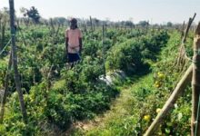 राष्ट्रीय कृषि विकास योजना से फायदा : ग्राफ्टेड टमाटर की खेती से दुबेलाल का बढ़ा मुनाफा