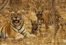 तीस साल का इंतजार खत्म, इंद्रावती टाइगर रिजर्व में वापस आएंगे बाघ