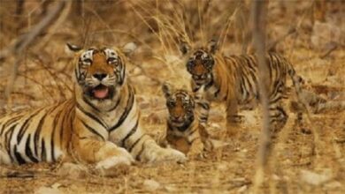 तीस साल का इंतजार खत्म, इंद्रावती टाइगर रिजर्व में वापस आएंगे बाघ