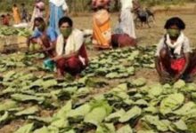 धमतरी का तेंदूपत्ता अब बाहर के राज्यों में जाएगा, यूपी और बंगाल की फर्में खरीदार