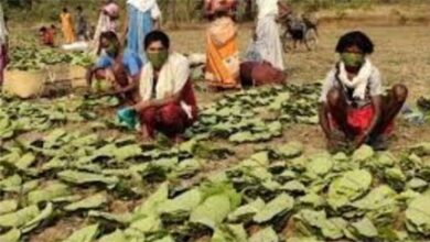 धमतरी का तेंदूपत्ता अब बाहर के राज्यों में जाएगा, यूपी और बंगाल की फर्में खरीदार धमतरी का तेंदूपत्ता अब बाहर के राज्यों में जाएगा, यूपी और बंगाल की फर्में खरीदार