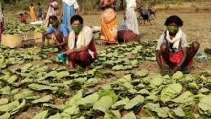 धमतरी का तेंदूपत्ता अब बाहर के राज्यों में जाएगा, यूपी और बंगाल की फर्में खरीदार