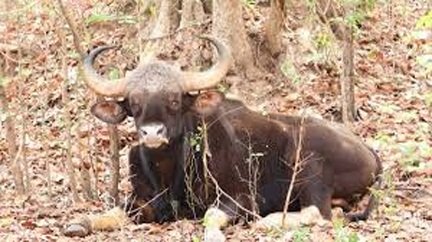 घायल बायसन की स्थिति स्थिर, वैज्ञानिक तरीके से जारी है उपचार