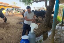 सरगुजा के राजनाथ यादव बने आधुनिक पशुपालन से आत्मनिर्भरता की मिसाल