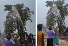 छत्तीसगढ़ में अनोखी बचाव ऑपरेशन: तोते के लिए बड़ी टीम तैनात