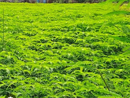 हरी खाद और नील-हरित काई से खेती को मिलेगी नई दिशा