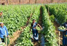 खीरा की खेती ने बदली सुभद्रा की जिंदगी