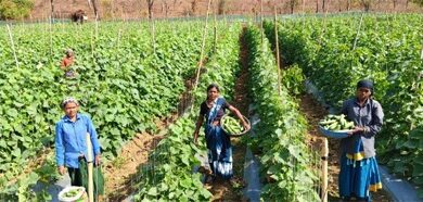 खीरा की खेती ने बदली सुभद्रा की जिंदगी