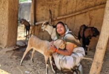 बिहान योजना से बदली जिंदगी: बकरी पालन से इंद्रनिया बाई बनीं ‘लखपति दीदी’
