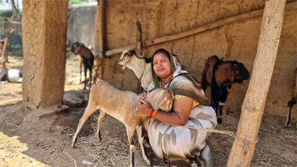 बिहान योजना से बदली जिंदगी: बकरी पालन से इंद्रनिया बाई बनीं ‘लखपति दीदी’ बिहान योजना से बदली जिंदगी: बकरी पालन से इंद्रनिया बाई बनीं ‘लखपति दीदी’