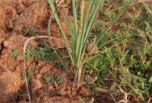 लेमनग्रास -किसानों के लिए कम पानी में ज्यादा कमाई का साधन