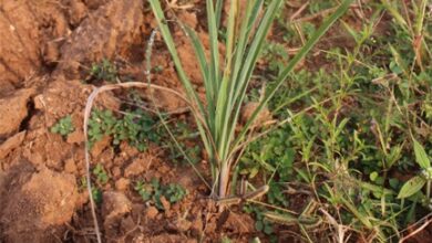 लेमनग्रास -किसानों के लिए कम पानी में ज्यादा कमाई का साधन