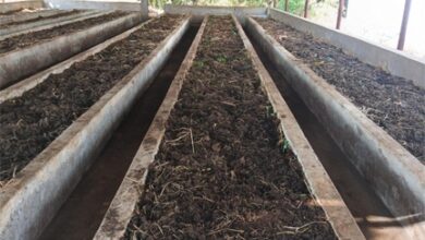 वर्मी कंपोस्ट उत्पादन बनी आत्मनिर्भरता की मिसाल