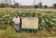 ग्रीष्मकालीन तिलहन खेती से समृद्धि की ओर अग्रसर किसान