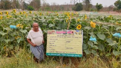 ग्रीष्मकालीन तिलहन खेती से समृद्धि की ओर अग्रसर किसान ग्रीष्मकालीन तिलहन खेती से समृद्धि की ओर अग्रसर किसान