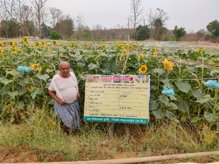 ग्रीष्मकालीन तिलहन खेती से समृद्धि की ओर अग्रसर किसान ग्रीष्मकालीन तिलहन खेती से समृद्धि की ओर अग्रसर किसान