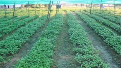 औषधीय पौधों की खेती से बढ़ रही समृद्धि