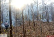 25 हजार हेक्टेयर क्षेत्र में ‘फायर अलर्ट’ सिस्टम बना मजबूत सुरक्षा कवच