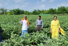 राष्ट्रीय कृषि विकास योजना: छोटे खेत में ग्राफ्टेड बैंगन की खेती से बड़ा मुनाफा