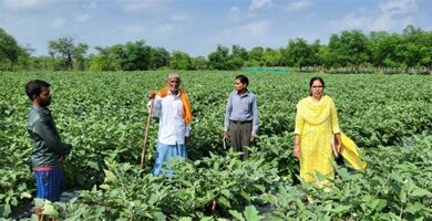 राष्ट्रीय कृषि विकास योजना: छोटे खेत में ग्राफ्टेड बैंगन की खेती से बड़ा मुनाफा राष्ट्रीय कृषि विकास योजना: छोटे खेत में ग्राफ्टेड बैंगन की खेती से बड़ा मुनाफा
