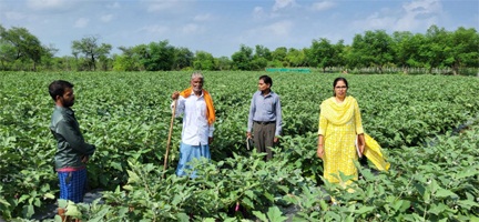 राष्ट्रीय कृषि विकास योजना: छोटे खेत में ग्राफ्टेड बैंगन की खेती से बड़ा मुनाफा राष्ट्रीय कृषि विकास योजना: छोटे खेत में ग्राफ्टेड बैंगन की खेती से बड़ा मुनाफा