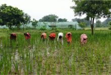 औषधीय पौधों की खेती से महिलाओं के जीवन में आया बदलाव