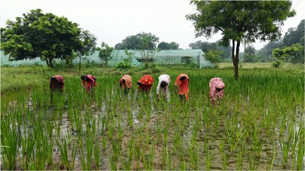 औषधीय पौधों की खेती से महिलाओं के जीवन में आया बदलाव